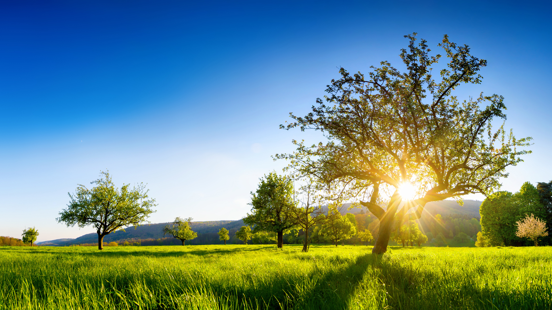 A serene landscape features several trees and a vibrant green field, with sunlight streaming through the branches of a prominent tree. The sky is clear and blue, creating a peaceful atmosphere. The scene embodies tranquility and the beauty of nature in a sunny setting.